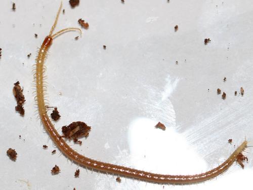 Réf. 222 087 : Geophilus flavus